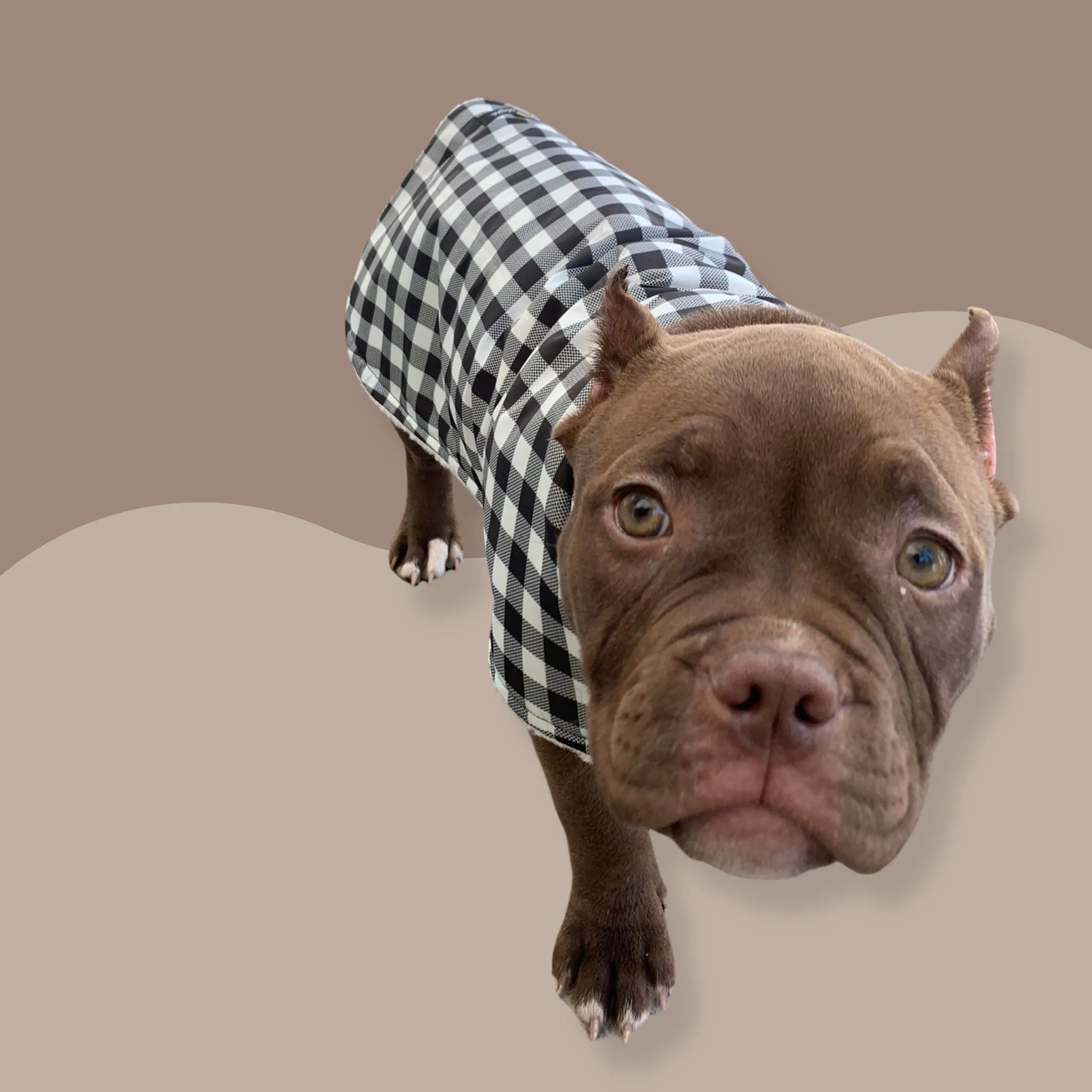 Sherpa Lined Windbreaker Dog Coat - Gingham Check